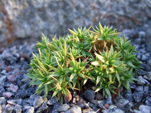 Arenaria globiflora