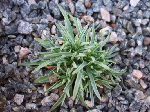 Dianthus microlepis ssp. degenii