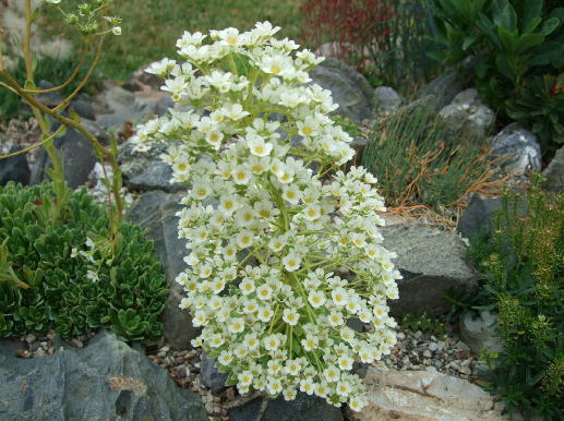 Saxifraga longifolia ssp. aitana